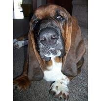 Bo