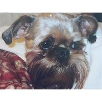 Chewie Kuchan