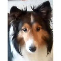 Gracie