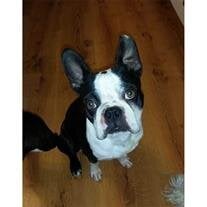 Cezar