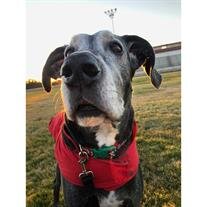 Frankie