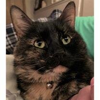 Mocha