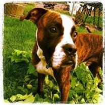 Brutus