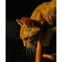 Tigger Wallenhorst