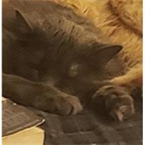 Fuzzy Beans