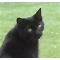 Blackie cropped