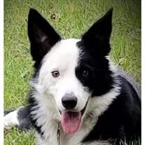 Cooper cropped