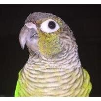 Watson Cropped