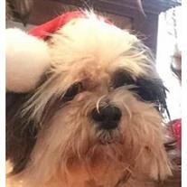 Millie cropped