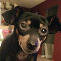 Missy Puck