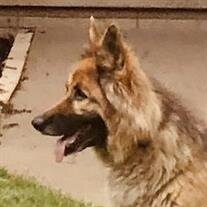 Savannah Wolf