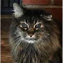 Fluffy Schurr