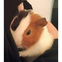 Nibbles Biskie