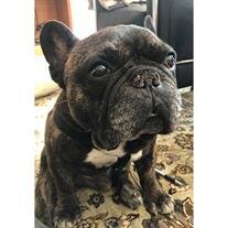 Toby cropped1