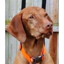 Wrigley Beadle