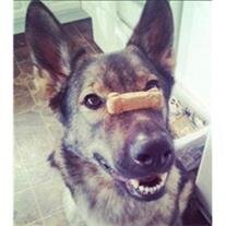 Sheeba picture