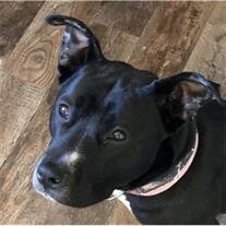 Pepper Snyder