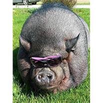 Porkchop Willey