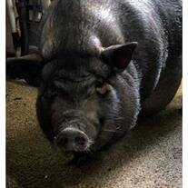 Podrick