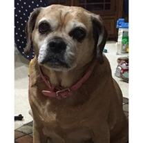 Gracie cropped