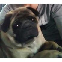 Pugsley cropped