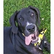 Bruce cropped