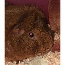 Squeaky Clinton