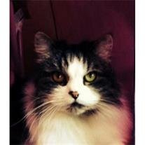 Kitty Petre