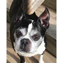 Bugsy Feldhahn