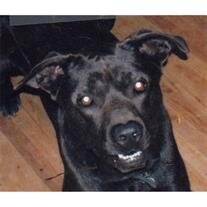 Onyx