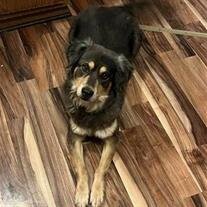 Boots Shepherd