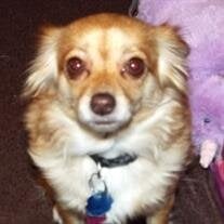 Zoey Macey