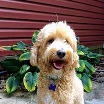 Fozzi Harmon