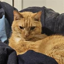 Tigger Zumwalt