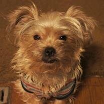 Scrappy Atkins