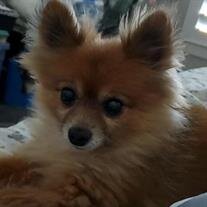 Foxy Roxy Lasseter