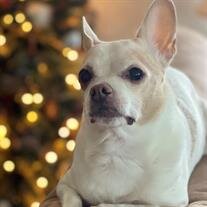 Chulo Casso