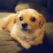 SissyPig