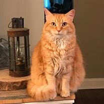 Sookie B. Gibbs