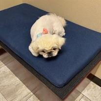 Mopsey