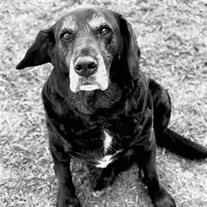 Scout Beggs