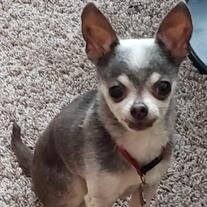 Chi Chi Watford