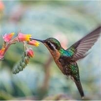 Nancy Sharyl Davison