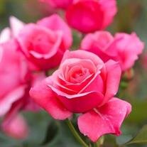 Jasmine Rose Carrillo