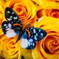 Lynne Cathryn Happel