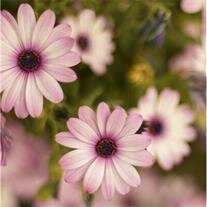 Joyce Rose Ensley