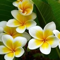 Anamae Moku