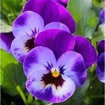 Debra Lynn Steelman