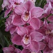 Phyllis Ann Phairas