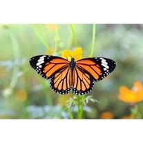 Phyllis Anne Anderson